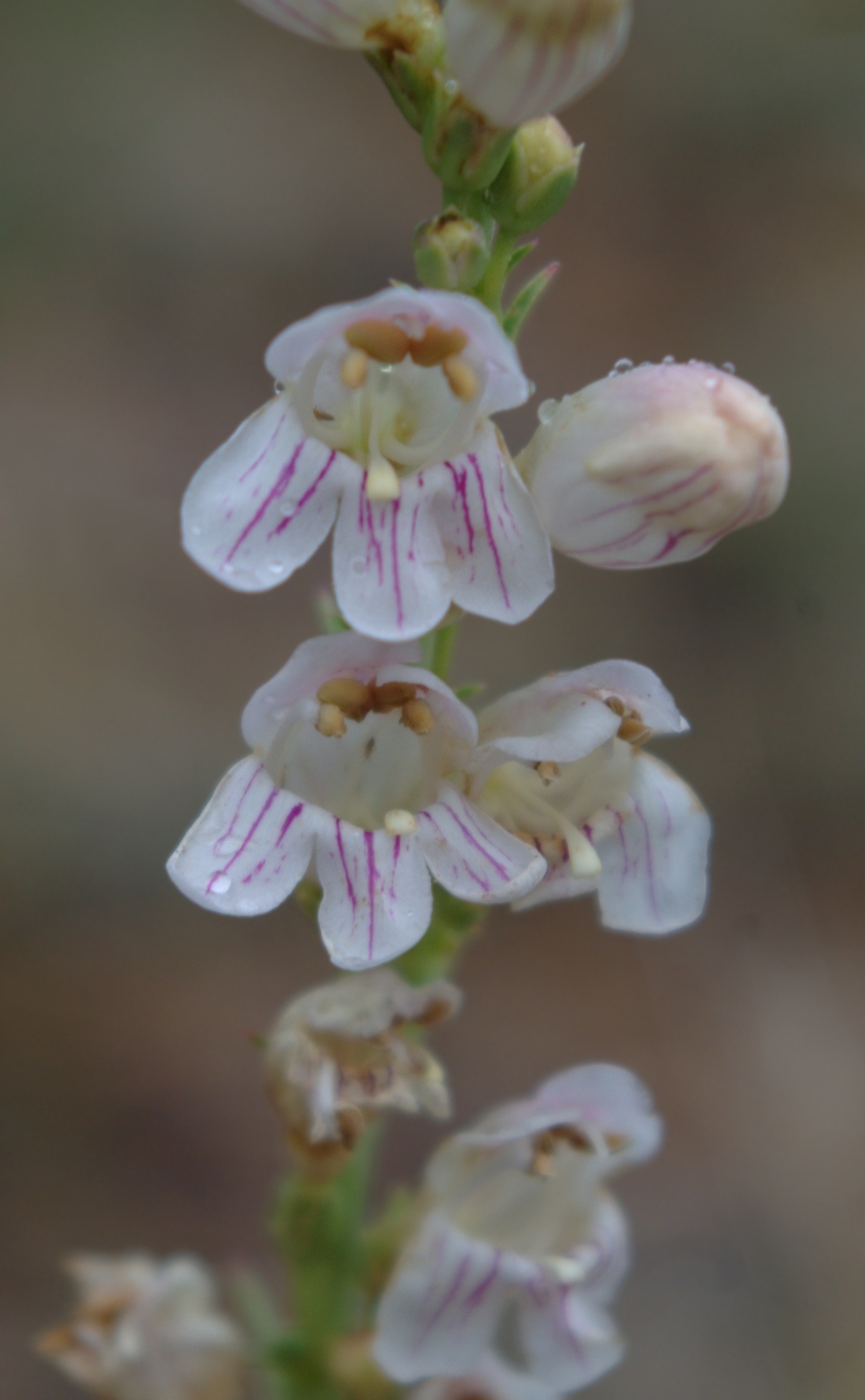 Penstemon virgatus var. virgatus