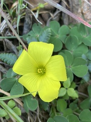 Oxalis sellowiana