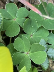 Oxalis sellowiana