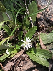 Chaptalia piloselloides