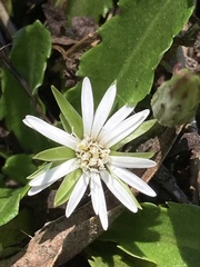 Chaptalia piloselloides