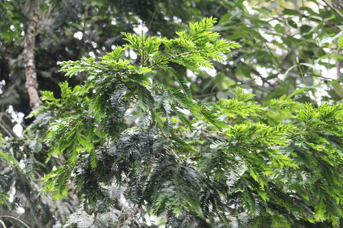 Retrophyllum rospigliosii