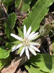 Chaptalia piloselloides