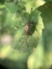Ophraella notulata