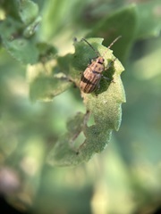 Ophraella notulata