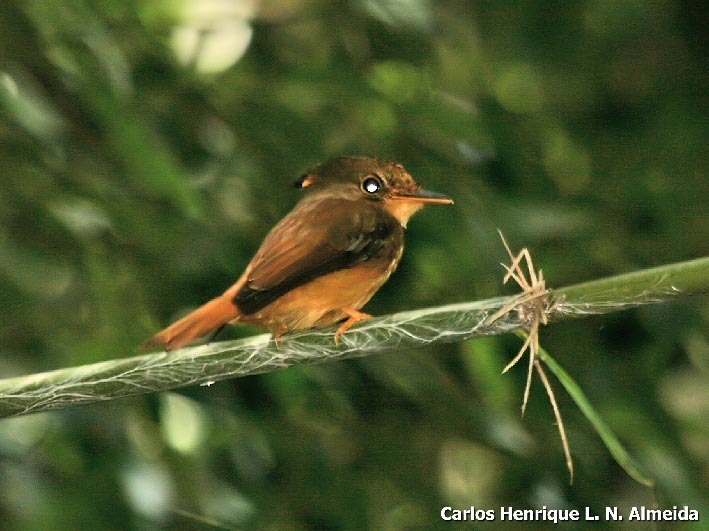 Amazonian Royal Flycatcher