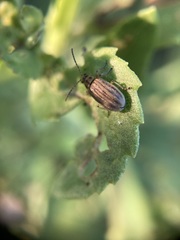 Ophraella notulata