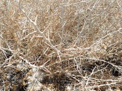 Tetradymia