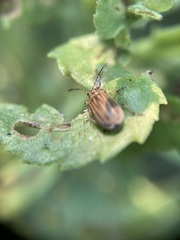Ophraella notulata