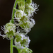 Tellima grandiflora - Photo (c) Scott Ranger, μερικά δικαιώματα διατηρούνται (CC BY-NC), uploaded by Scott Ranger