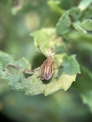 Ophraella notulata