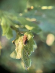 Ophraella notulata