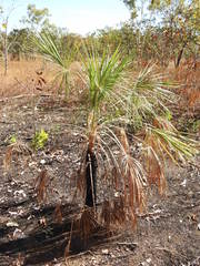 Livistona inermis