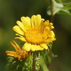 Grindelia subalpina