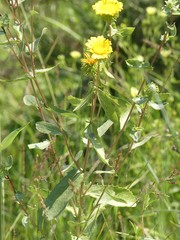 Grindelia subalpina