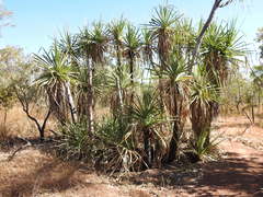 Pandanus spiralis
