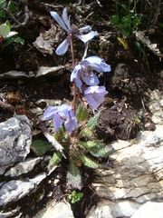Meconopsis