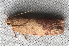 Garrha limbata
