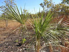 Livistona inermis