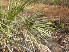 Livistona inermis