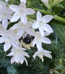 Pentas lanceolata