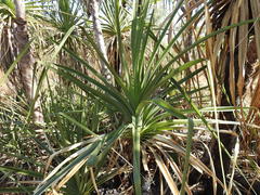 Pandanus spiralis