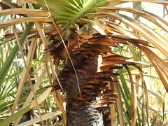 Pandanus spiralis