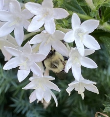 Pentas lanceolata