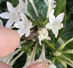 Pentas lanceolata
