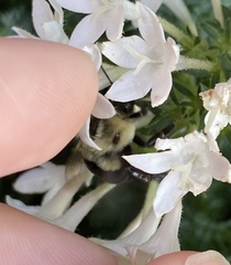 Bombus impatiens