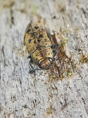 Ovalisia