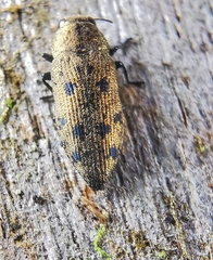 Ovalisia