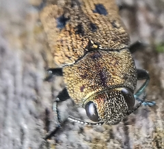 Ovalisia