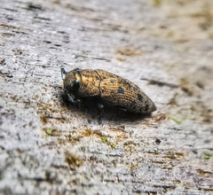 Ovalisia