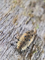 Ovalisia