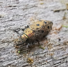 Ovalisia