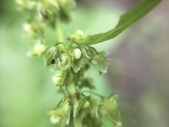 Rumex obtusifolius