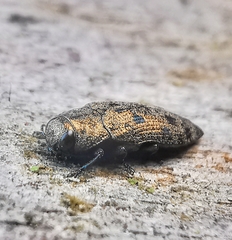 Ovalisia
