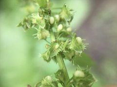 Rumex obtusifolius