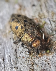 Ovalisia