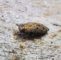 Ovalisia