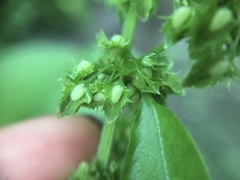 Rumex obtusifolius