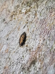 Ovalisia