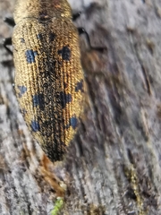 Ovalisia