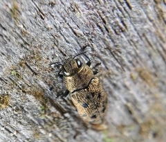Ovalisia