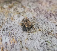 Ovalisia