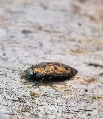 Ovalisia