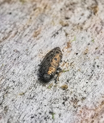 Ovalisia