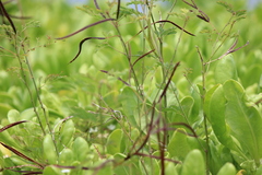 Desmanthus pernambucanus