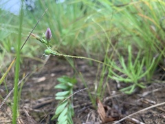 Phemeranthus rugospermus